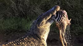 Những loài động vật có thể nghiền nát con mồi trong nháy mắt 