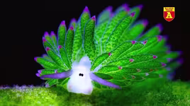 Kỳ lạ, loài động vật có khả năng quang hợp 