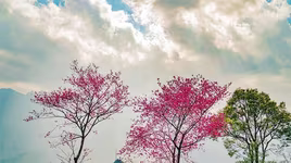 Cận cảnh anh đào Himalaya hoang dã đẹp mê mẩn ở Sun World Fansipan Legend