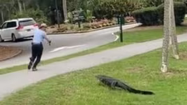 Cá sấu bất ngờ bò lên bờ rượt đuổi người đi câu