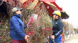 Hoa đào được mùa, được giá dịp Tết