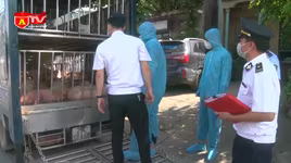 "Chặn" kịp thời xe ô tô chở lợn chết và lợn bị nhiễm bệnh đi tiêu thụ