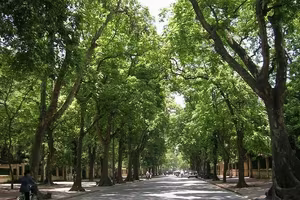  Nhớ cây xanh trên phố