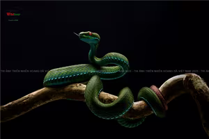 Thu hồi giải Nhất cuộc thi ảnh "Thiên nhiên hoang dã" 2025