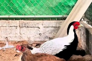 Từ vụ vướng lao lý vì nhân giống, buôn bán gà lôi chân trắng: Động vật hoang dã quý hiếm có được nuôi?