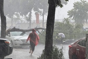 Hà Nội: Giông lốc quật đổ cây xanh đè trúng ô tô và xe máy 