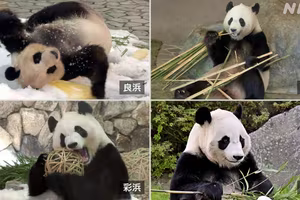 Công viên Nhật Bản chuyển tất cả 4 con gấu trúc về Trung Quốc