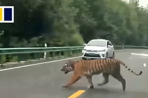 Hổ Amur hoang dã bất ngờ lao ra giữa đường ở Trung Quốc