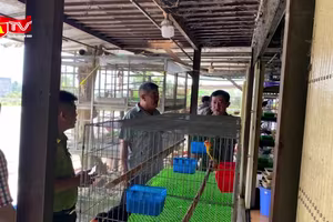 Truy quét các đường dây đánh bắt, buôn bán chim hoang dã 