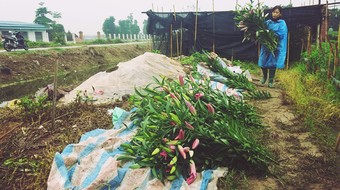 Hoa ly nở sớm, nông dân Tây Tựu lo...mất tết