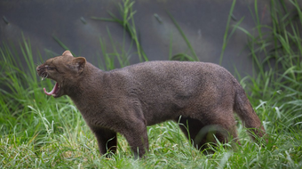 Loài mèo có ngoại hình giống chồn, thích sống... trên cây