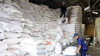 Xuất cấp hơn 7.300 tấn gạo hỗ trợ nhân dân 9 tỉnh dịp Tết và giáp hạt