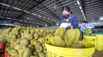 Cảnh báo gian lận thương mại xuất khẩu sầu riêng