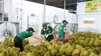 Sẽ tạm dừng sử dụng mã số vùng trồng các lô hàng vi phạm kiểm dịch của Trung Quốc