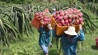 Xuất khẩu nông sản 3 tháng đầu năm mang về con số bất ngờ