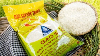 Gạo thơm ST24 và ST25 của Việt Nam không được ưu đãi thuế xuất khẩu vào EU