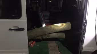 CSGT phát hiện, thu giữ gỗ sưa giấu trong xe ô tô