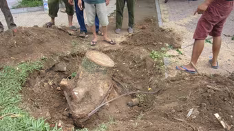 Xuất hiện "sưa tặc" trên đường Thanh Niên 