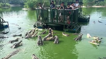 Nhóm du khách Trung Quốc đứng giữa hồ trêu đùa đàn cá sấu