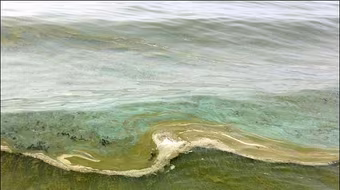 Giết người vừa cứu vợ mình khỏi chết đuối