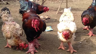 Cần bảo tồn “gà tiến vua”