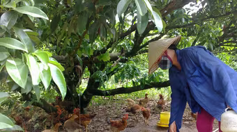 Gà đồi Yên Thế “ngóng” Tết