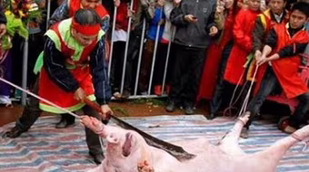 Lại bàn chuyện cấm lễ hội man rợ