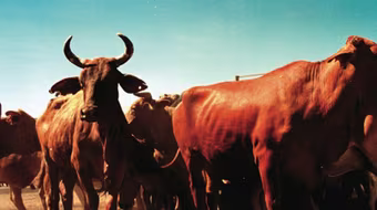 Australia không bán khu đất nhạy cảm cho nhà đầu tư nước ngoài