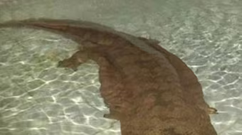 Phát hiện kỳ nhông 200 tuổi