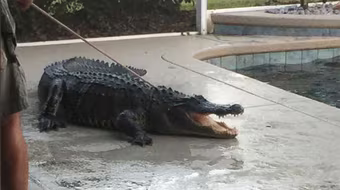 Hết hồn với cá sấu trong hồ bơi