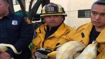 Hú vía với con trăn trong nhà hàng