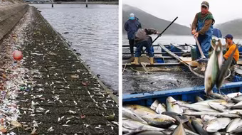 Những vụ cá chết do thủy triều đỏ trên thế giới