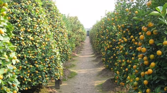 Vẫn còn quất tứ quý Tứ Liên