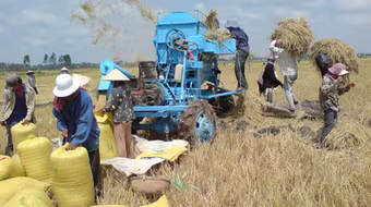 Gạo thế giới tồn kho, gây khó cho xuất khẩu