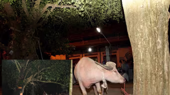 Yêu cầu chấm dứt nghi thức thắt cổ trâu ở Lễ hội đền Đông Cuông