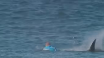 Hú hồn đang thi lướt sóng thì gặp cá mập