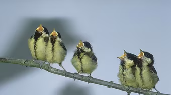 Chim cũng say rượu bia như người