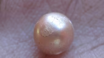 Úc: Tìm thấy viên ngọc trai tự nhiên 2.000 tuổi 
