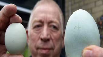 Đức: Quả trứng gà to lạ thường