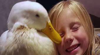 Ngưỡng mộ tình bạn tuyệt vời giữa cô bé 5 tuổi và chú vịt trắng