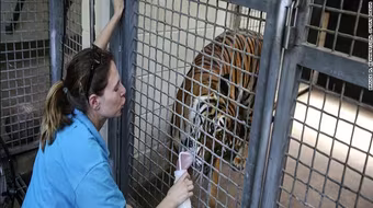 Mỹ: Hổ tấn công, giết chết người nuôi