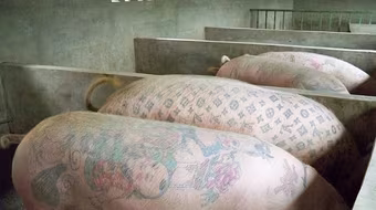Kỳ lạ những con lợn được xăm mình