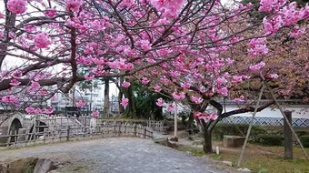 Mãn nhãn ngắm hoa anh đào nở rực rỡ trên đất nước Nhật Bản  