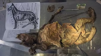 Xác ướp chó cổ đại 12.400 tuổi ở vùng Siberia 