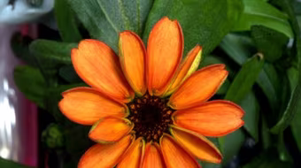 NASA công bố hình ảnh bông hoa đầu tiên nở trên trạm vũ trụ ISS