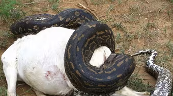 Phát hiện gây sốc khi mổ bụng trăn khổng lồ