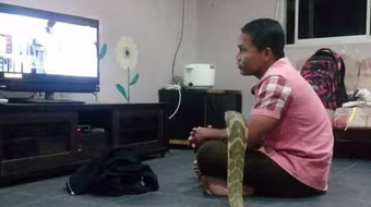 Cưới rắn hổ mang làm "vợ" vì tin là người yêu cũ chuyển sinh