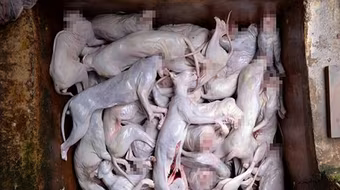 Đội lốt nhà bảo vệ động vật, tiêu thụ hàng trăm tấn thịt mèo kiếm lợi