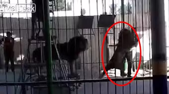 Khoảnh khắc kinh hoàng khi sư tử vồ chết huấn luyện viên