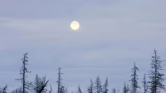 Bệnh than bùng phát tại Nga